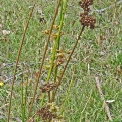 Juncus sp. (A Rush) at Tidbinbilla Nature Reserve - 10 Dec 2014 by galah681