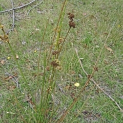 Juncus sp. at Paddys River, ACT - 10 Dec 2014 12:03 PM