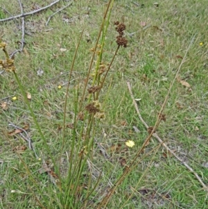 Juncus sp. at Paddys River, ACT - 10 Dec 2014 12:03 PM