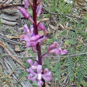 Dipodium roseum at Paddys River, ACT - suppressed