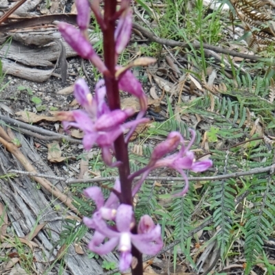 Dipodium roseum (Rosy Hyacinth Orchid) at Tidbinbilla Nature Reserve - 10 Dec 2014 by galah681