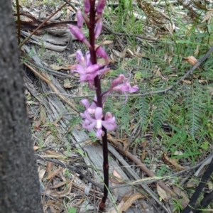 Dipodium roseum at Paddys River, ACT - suppressed