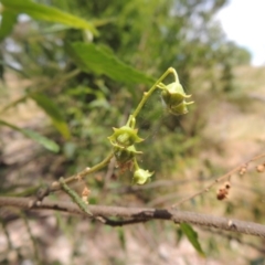 Gynatrix pulchella at Conder, ACT - 17 Nov 2014