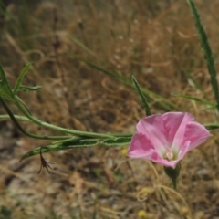 Convolvulus angustissimus subsp. angustissimus (Australian Bindweed) at Conder, ACT - 17 Nov 2014 by michaelb