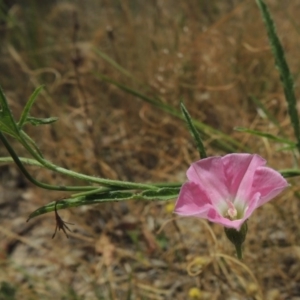 Convolvulus angustissimus subsp. angustissimus at Conder, ACT - 17 Nov 2014