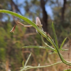 Convolvulus angustissimus subsp. angustissimus at Conder, ACT - 17 Nov 2014