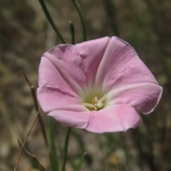 Convolvulus angustissimus subsp. angustissimus (Australian Bindweed) at Conder, ACT - 17 Nov 2014 by MichaelBedingfield