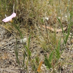 Convolvulus angustissimus subsp. angustissimus at Conder, ACT - 17 Nov 2014