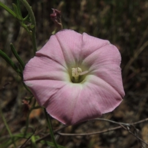 Convolvulus angustissimus subsp. angustissimus at Conder, ACT - 17 Nov 2014