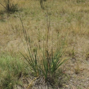 Dianella sp. aff. longifolia (Benambra) at Conder, ACT - 17 Nov 2014