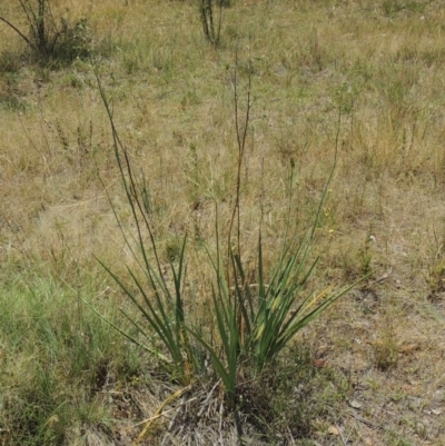 Dianella sp. aff. longifolia (Benambra) (Pale Flax Lily, Blue Flax Lily) at Tuggeranong Hill - 17 Nov 2014 by michaelb