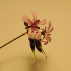 Pelargonium australe (Austral Stork's-bill) at Greenway, ACT - 29 Mar 2004 by michaelb