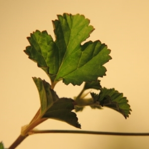 Pelargonium australe at Greenway, ACT - 30 Mar 2004