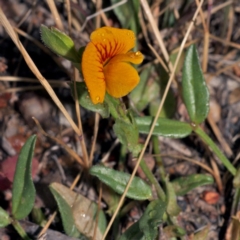 Zornia dyctiocarpa var. dyctiocarpa (Zornia) at Denman Prospect, ACT - 24 Oct 2014 by RichardMilner