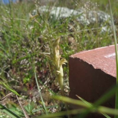 Hymenochilus sp. at Denman Prospect, ACT - 2 Oct 2014 by RichardMilner