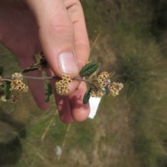 Pomaderris betulina subsp. betulina (Birch Pomaderris) at Molonglo Valley, ACT - 19 Oct 2014 by RichardMilner