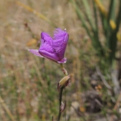 Thysanotus tuberosus subsp. tuberosus (Common Fringe-lily) at Conder, ACT - 17 Nov 2014 by MichaelBedingfield