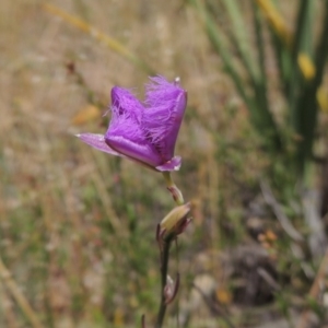 Thysanotus tuberosus subsp. tuberosus at Conder, ACT - 17 Nov 2014 01:26 PM