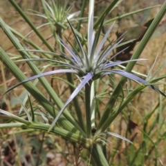 Eryngium ovinum (Blue Devil) at Tuggeranong Hill - 17 Nov 2014 by michaelb