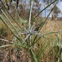 Eryngium ovinum at Conder, ACT - 17 Nov 2014 01:30 PM