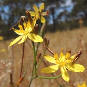 Tricoryne elatior at Conder, ACT - 17 Nov 2014