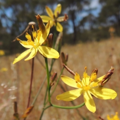 Tricoryne elatior (Yellow Rush Lily) at Tuggeranong Hill - 17 Nov 2014 by michaelb