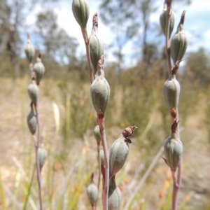 Thelymitra sp. at Conder, ACT - 17 Nov 2014