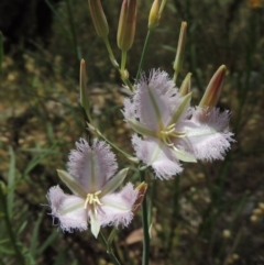 Thysanotus tuberosus subsp. tuberosus (Common Fringe-lily) at Tuggeranong Hill - 17 Nov 2014 by michaelb