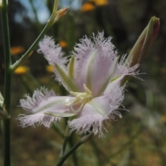 Thysanotus tuberosus subsp. tuberosus at Conder, ACT - 17 Nov 2014