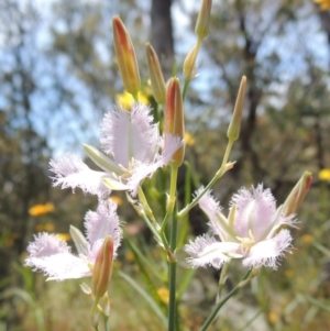 Thysanotus tuberosus subsp. tuberosus at Conder, ACT - 17 Nov 2014