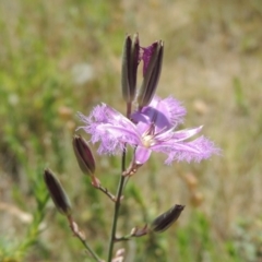 Thysanotus tuberosus subsp. tuberosus (Common Fringe-lily) at Tuggeranong Hill - 11 Nov 2014 by michaelb