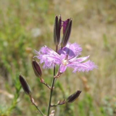 Thysanotus tuberosus subsp. tuberosus (Common Fringe-lily) at Tuggeranong Hill - 11 Nov 2014 by michaelb