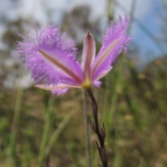 Thysanotus tuberosus subsp. tuberosus at Conder, ACT - 12 Nov 2014