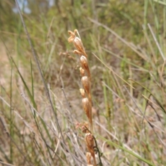 Thelymitra sp. (A Sun Orchid) at Conder, ACT - 17 Nov 2014 by michaelb