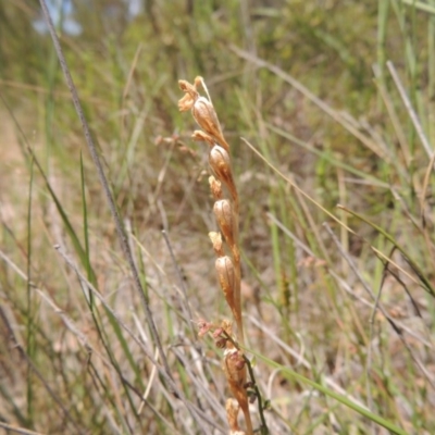 Thelymitra (genus) (sun orchids) at Conder, ACT - 17 Nov 2014 by MichaelBedingfield