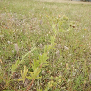 Potentilla recta at Bonner, ACT - 11 Dec 2014 04:33 PM