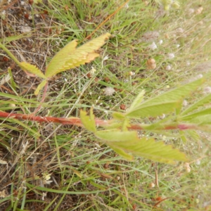 Potentilla recta at Bonner, ACT - 11 Dec 2014