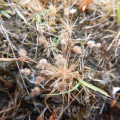 Centrolepis strigosa (Hairy Centrolepis) at Gungahlin, ACT - 11 Dec 2014 by MichaelMulvaney