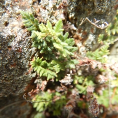 Cheilanthes distans (Bristly Cloak Fern) at Mulligans Flat - 11 Dec 2014 by MichaelMulvaney