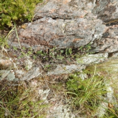 Cheilanthes distans at Gungahlin, ACT - 11 Dec 2014