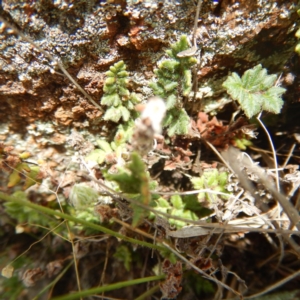 Cheilanthes distans at Gungahlin, ACT - 11 Dec 2014