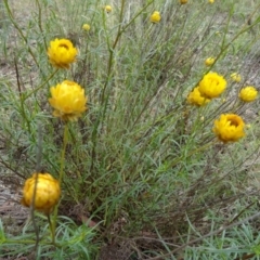 Xerochrysum viscosum (Sticky Everlasting) at Farrer Ridge - 12 Dec 2014 by galah681