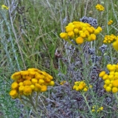 Chrysocephalum semipapposum (Clustered Everlasting) at Farrer Ridge - 12 Dec 2014 by galah681