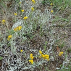 Chrysocephalum apiculatum (Common Everlasting) at Farrer Ridge - 11 Dec 2014 by galah681