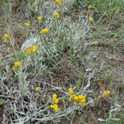 Chrysocephalum apiculatum (Common Everlasting) at Farrer Ridge - 11 Dec 2014 by galah681