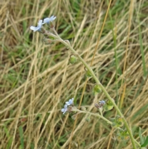 Cynoglossum australe at Wanniassa, ACT - 12 Dec 2014