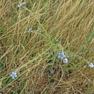 Cynoglossum australe at Wanniassa, ACT - 12 Dec 2014