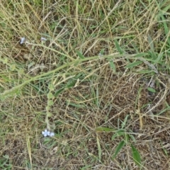 Cynoglossum australe at Wanniassa, ACT - 12 Dec 2014