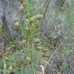 Gompholobium huegelii (Pale Wedge Pea) at Farrer Ridge - 11 Dec 2014 by galah681