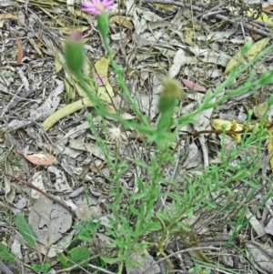 Vittadinia cuneata var. cuneata at Farrer, ACT - 12 Dec 2014